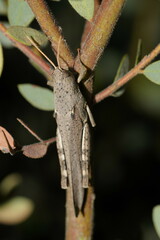 Catantopinae