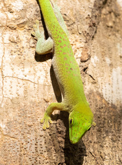 Phelsuma kochi