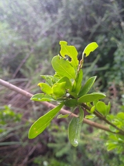 Ehretia rigida