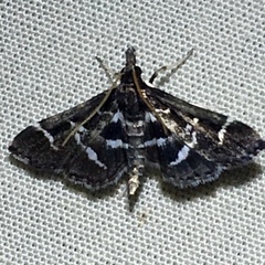 Diasemiodes janassialis