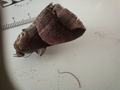 Poaphilini