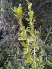 Ehretia rigida