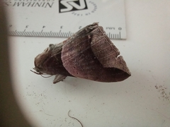 Poaphilini