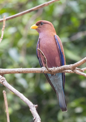 Eurystomus glaucurus glaucurus