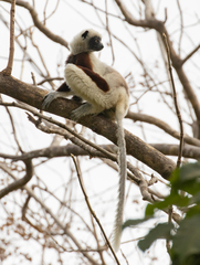 Propithecus coquereli