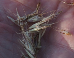 Rytidosperma duttonianum