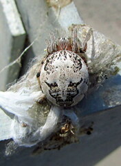 Larinioides suspicax
