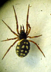 Steatoda albomaculata
