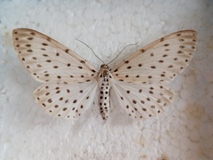 Antipercnia belluaria