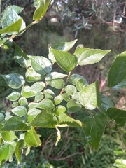 Celtis africana
