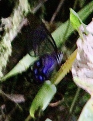 Pseudohaetera mimica