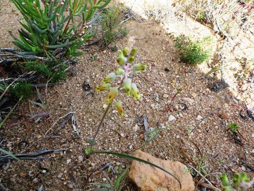 Lachenalia hirta