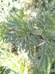 Vachellia karroo