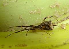 Episinus angulatus