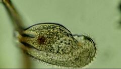 Scaphidiodon navicula