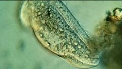 Scaphidiodon navicula