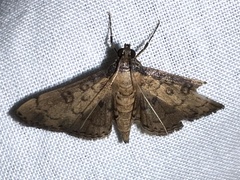 Nacoleia charesalis