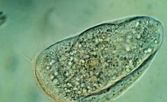 Scaphidiodon navicula