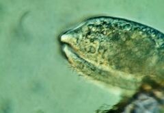 Scaphidiodon navicula