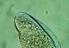 Scaphidiodon navicula