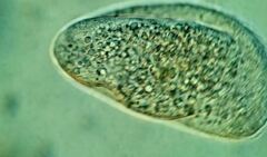 Scaphidiodon navicula