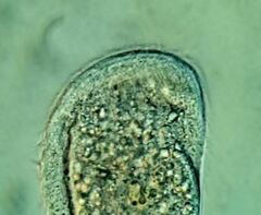 Scaphidiodon navicula