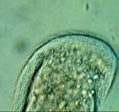 Scaphidiodon navicula