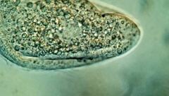 Scaphidiodon navicula