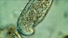 Scaphidiodon navicula