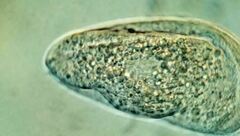 Scaphidiodon navicula