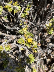 Aspalathus marginata