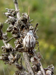 Uloborus walckenaerius