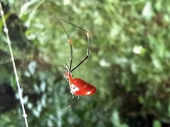 Argyrodes