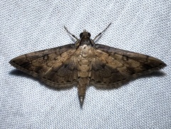 Nacoleia charesalis