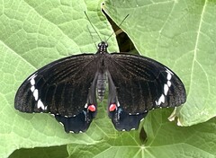 Papilio aegeus