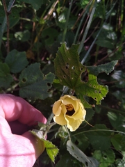 Hibiscus calyphyllus