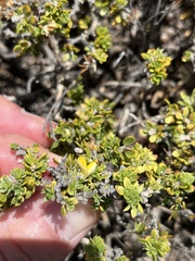 Aspalathus marginata