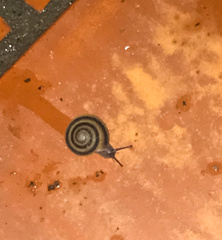 Caracolus marginella