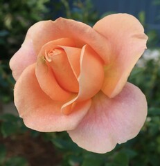 Thomisus spectabilis