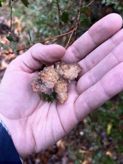 Andricus crystallinus