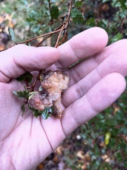 Andricus crystallinus