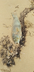 Notolabrus tetricus