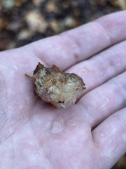 Andricus crystallinus