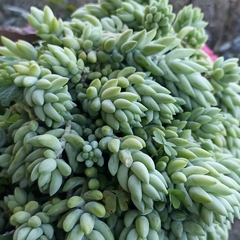 Sedum morganianum
