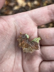 Andricus crystallinus