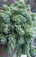Sedum morganianum