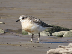 Charadrius obscurus aquilonius
