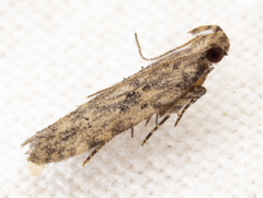 Hypatima