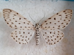 Antipercnia belluaria