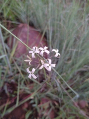 Kohautia amatymbica